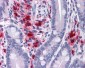 BMP15 Antibody (N-Terminus)